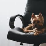 3 tips til at have din hund med på arbejde