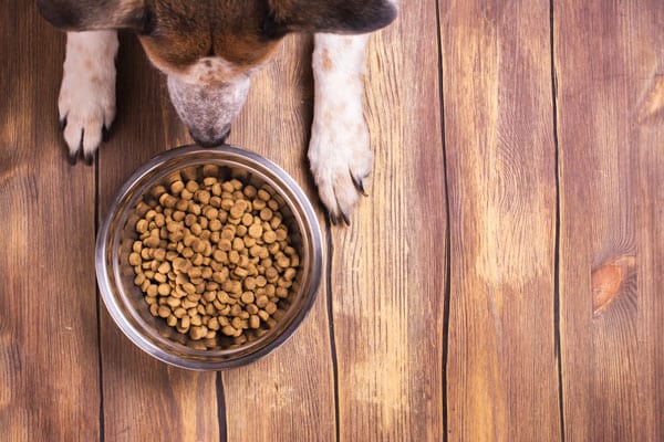 Hvad skal man give sin hund at spise?